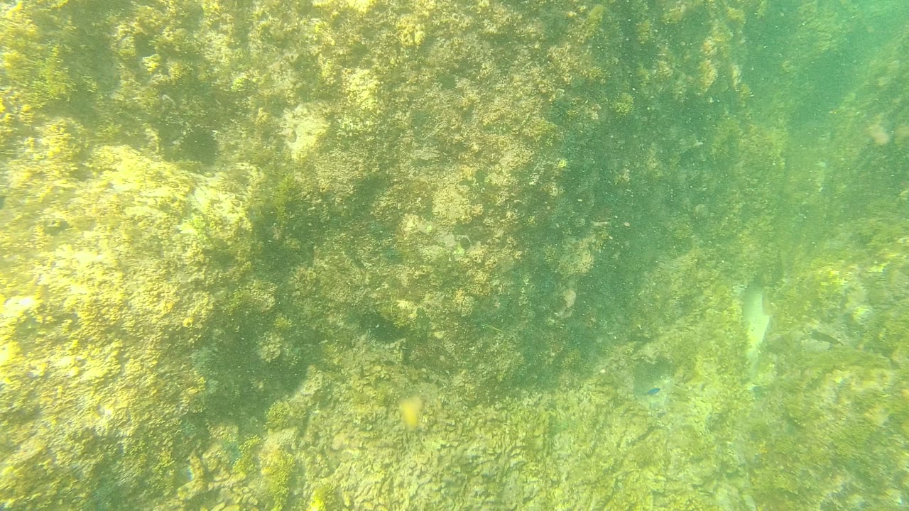 Algae-covered rocks fill the underwater frame in Palmilla Los Cabos, Baja California Sur, with green water and no visible people.