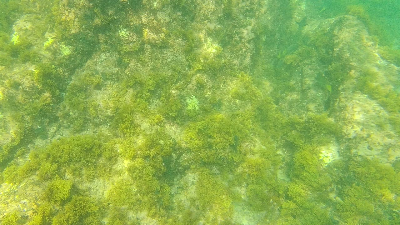 Green underwater rocks covered with algae in clear water