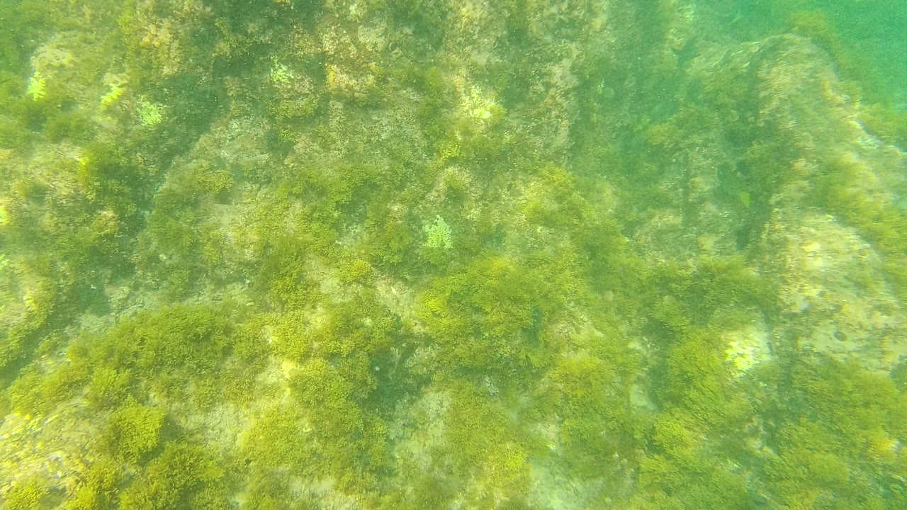 Palmilla Los Cabos seabed frame with algae-coated rock ledges and soft green water haze, with no visible people.