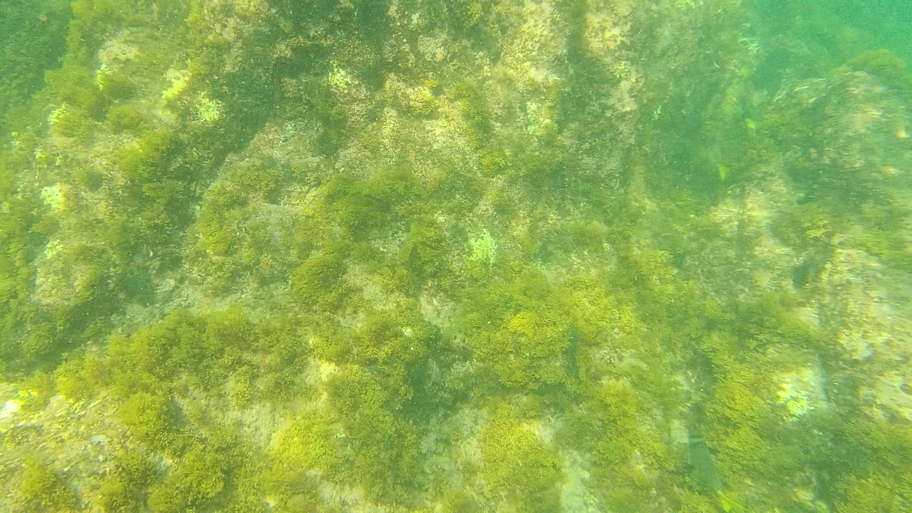 Palmilla Los Cabos underwater frame showing sunlit green algae on uneven rocks beneath clear green water, with no visible people.