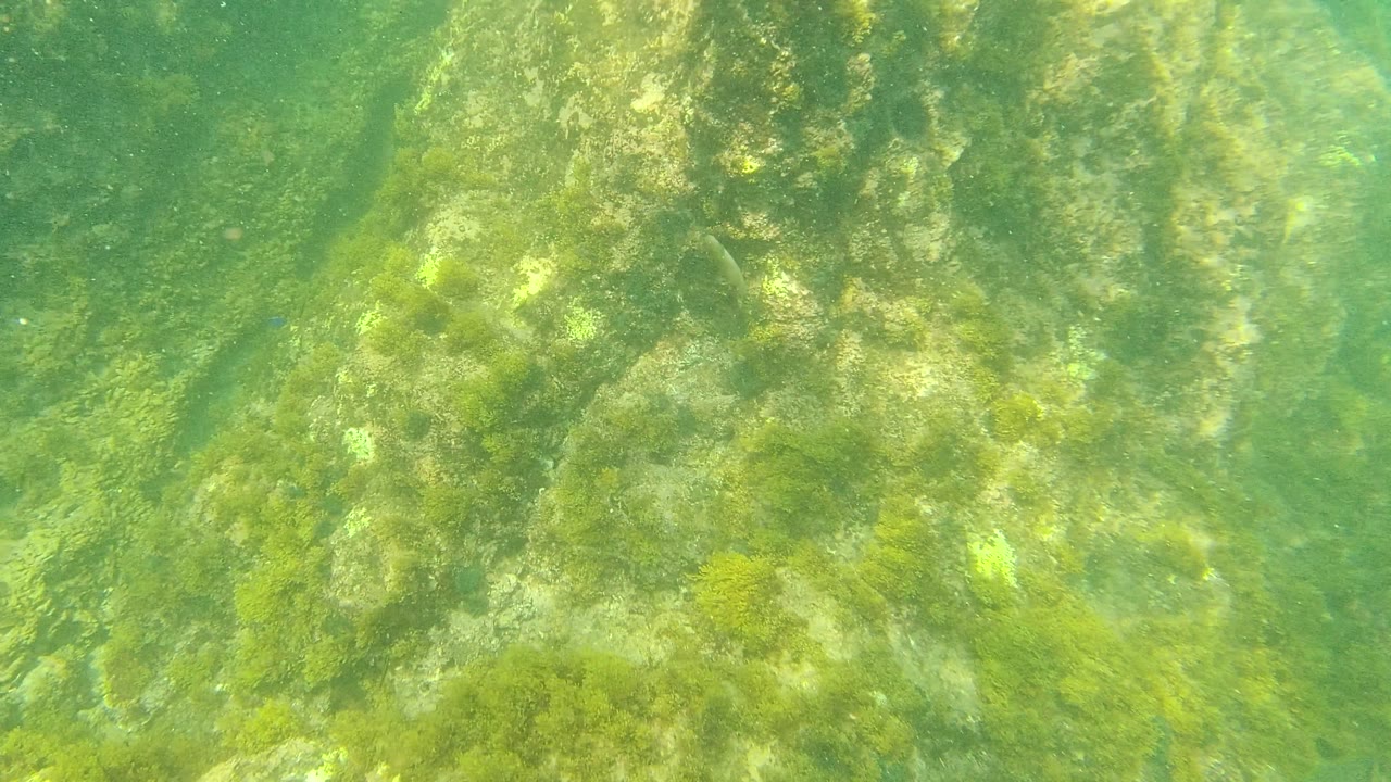 Palmilla Los Cabos close underwater view of a rocky ocean floor softened by green water haze and algae growth, with no visible people.