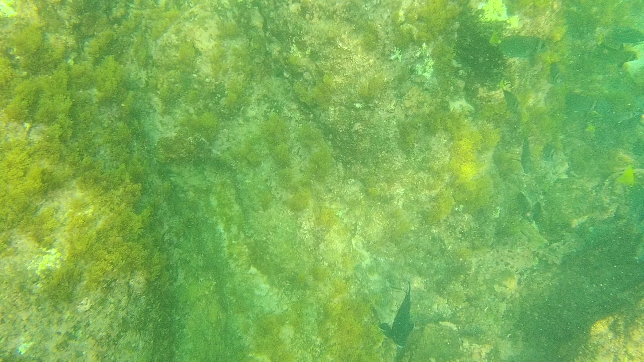 Algae-covered underwater rocks with small fish in green water.