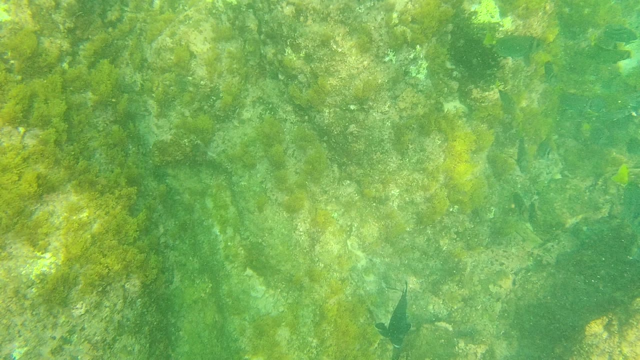Green algae and seaweed cover the rocky seabed in Palmilla Los Cabos, with a dark fish near the lower middle and no visible people.