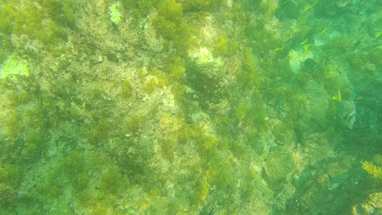A rock face covered in green algae fills the Palmilla Los Cabos underwater frame, with small yellow and dark fish along the right side and no visible people.