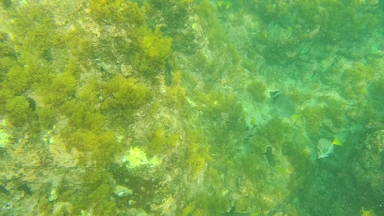 The Palmilla Los Cabos seabed appears through clear green water, with algae-coated rocks, sandy gaps, scattered small fish, and no visible people.