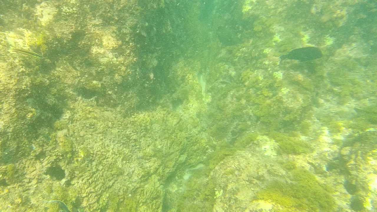 Underwater rocky seabed with green algae and a dark fish near the upper right.
