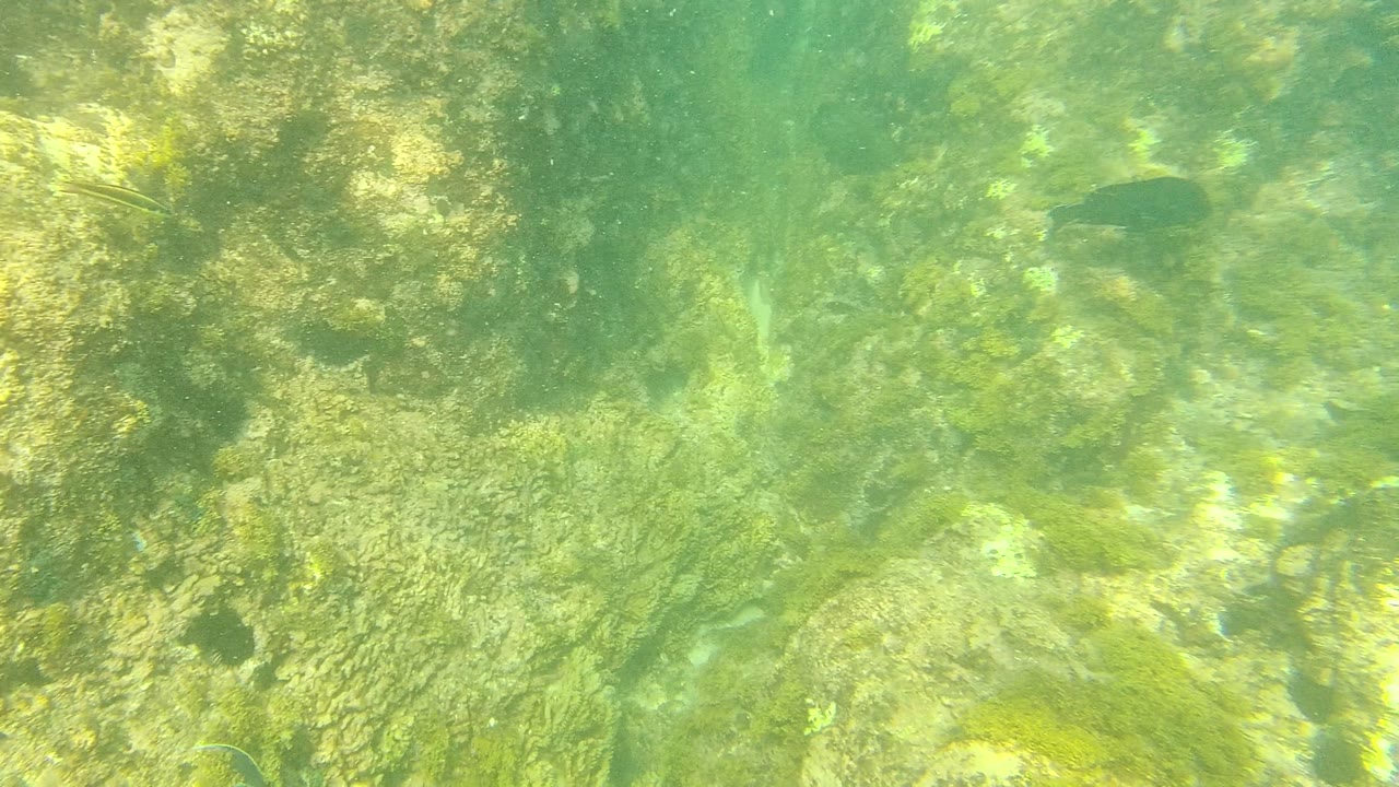 Palmilla Los Cabos underwater frame with textured rocks, green algae, sunlit water, and a small dark fish near the top right, with no visible people.