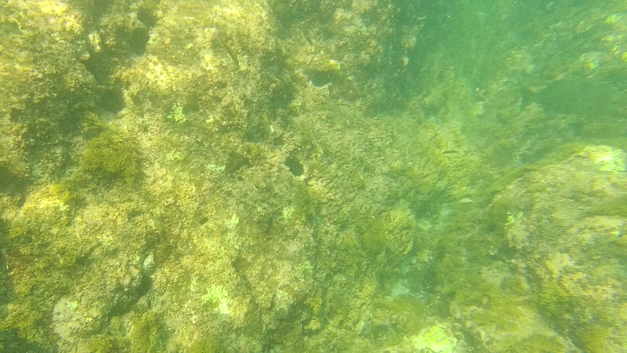 Palmilla Los Cabos underwater close view of rough algae-covered rocks and green water, with fish only faint or near the edge and no visible people.