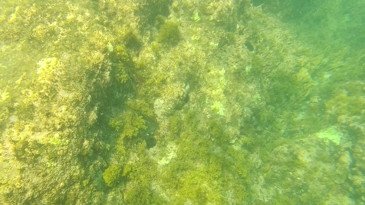 Underwater frame from Palmilla Los Cabos with a vertical algae-coated rock surface, green haze, and no visible people.