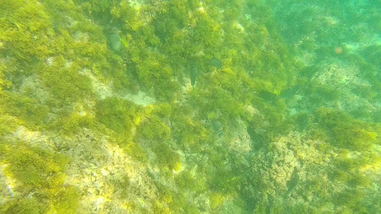 Algae-covered underwater rocks in green clear water