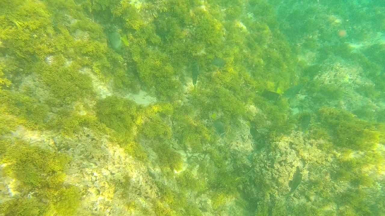 Underwater frame from Palmilla Los Cabos with algae-coated rocks, soft sunlight, and a few small dark fish near the midground, with no visible people.