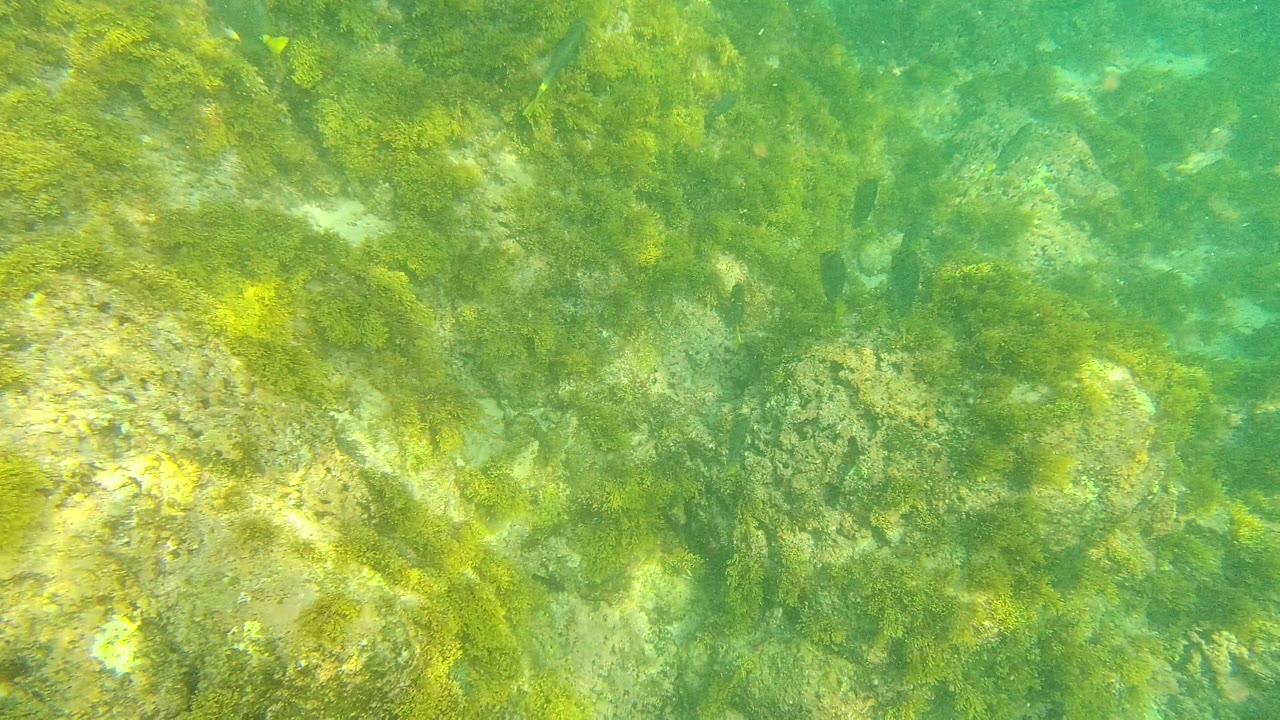 Palmilla Los Cabos underwater view with the rocky ocean floor filling the frame, green algae patches, and slightly clearer open water toward the upper right, with no visible people.