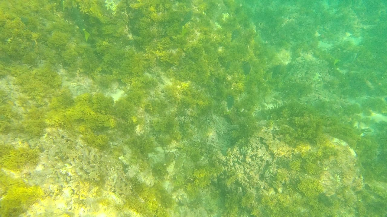 Underwater frame at Palmilla Los Cabos showing a sloped algae-covered rocky bottom fading into hazier turquoise water, with no visible people.