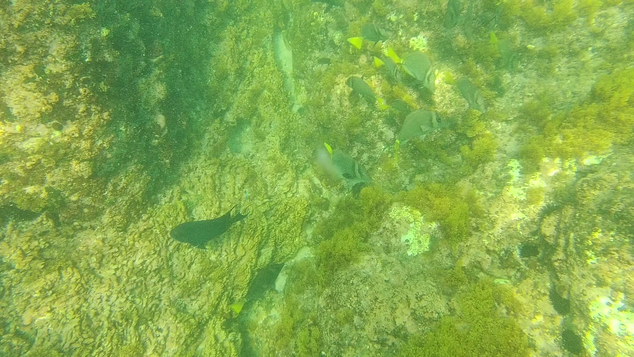 A dark fish swims near algae-covered rock on the underwater seabed at Palmilla Los Cabos, with green water and no visible people.