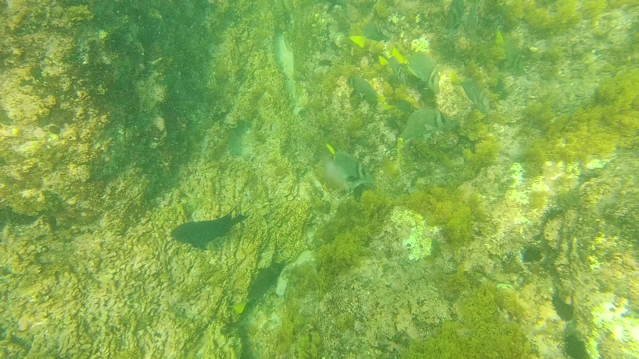 Fish scattered above green rocky seabed