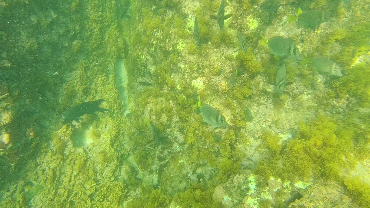 Fish move along the right side of a green algae and pale rock seabed at Palmilla Los Cabos, with clear water and no visible people.