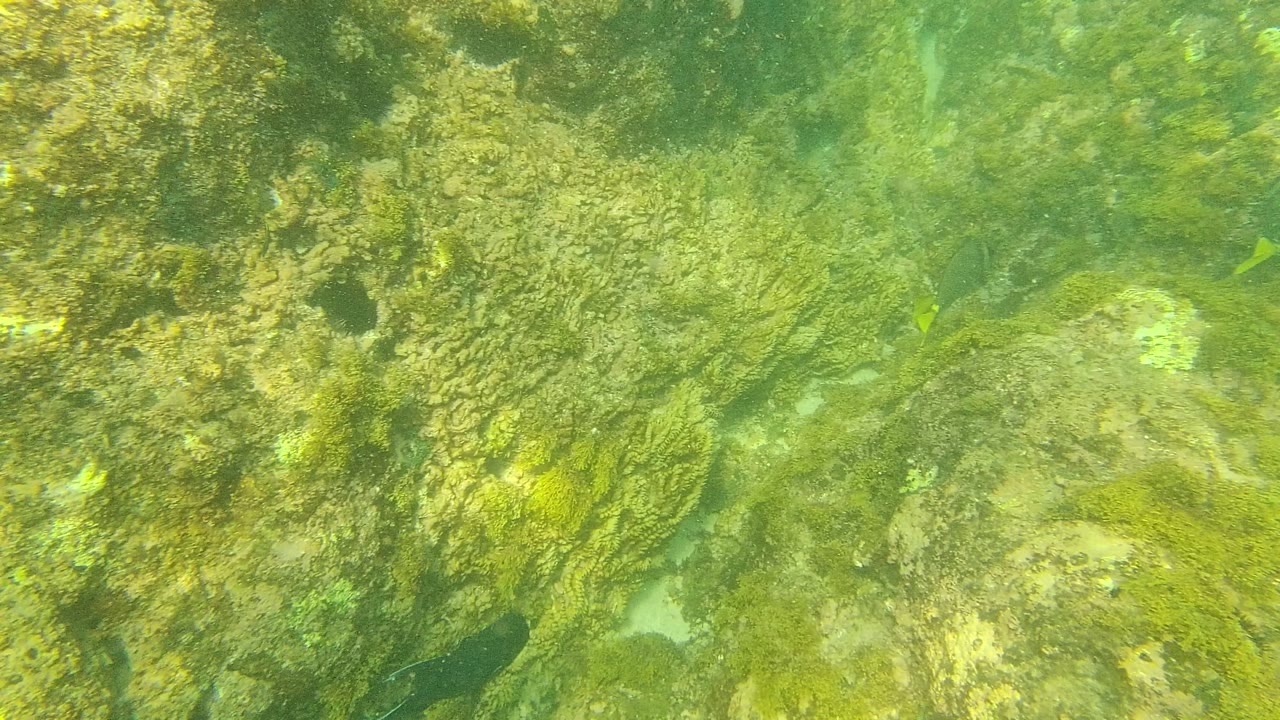 Underwater rocks with green algae and small fish