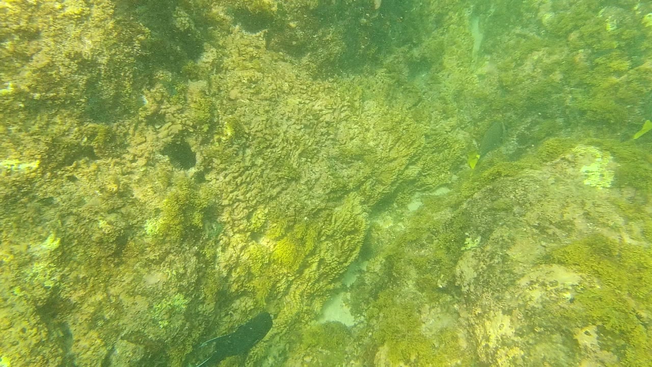 A closer patch of textured rock and green algae fills the Palmilla Los Cabos underwater frame, with small fish at the edges and no visible people.