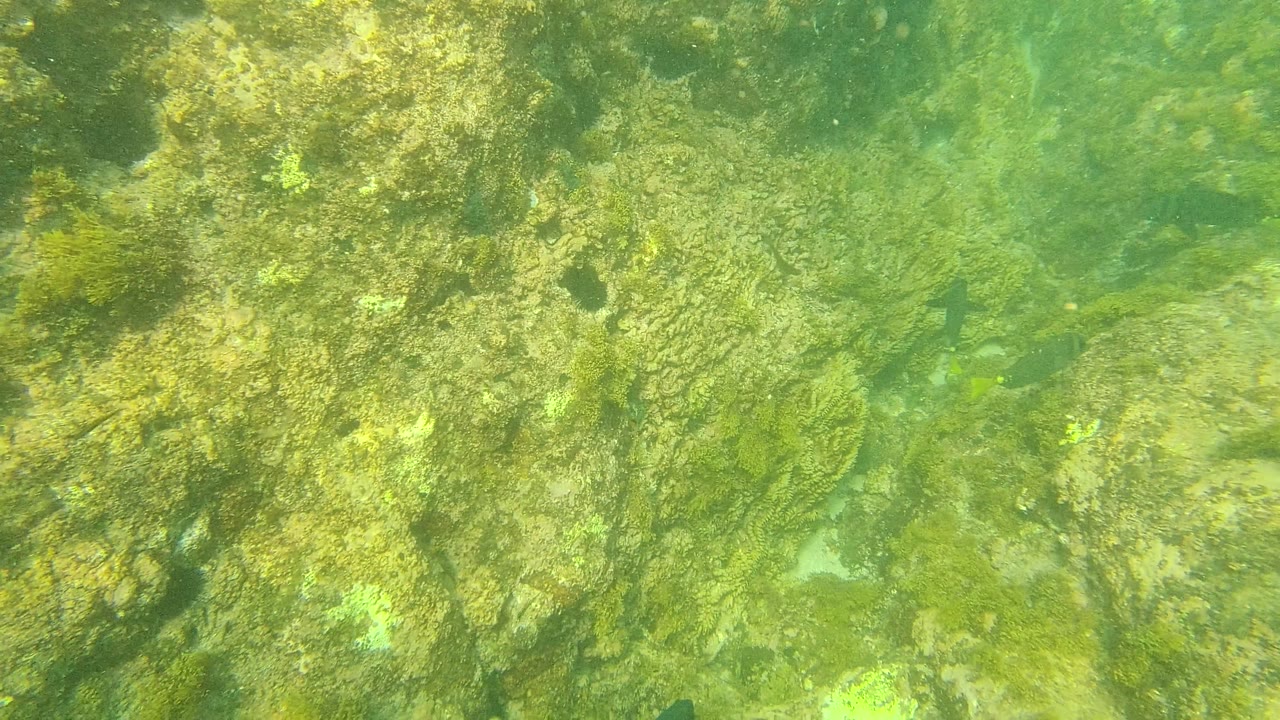 Palmilla Los Cabos rocky seabed appears under clear green water, with algae, seaweed patches, and scattered small fish, with no visible people.