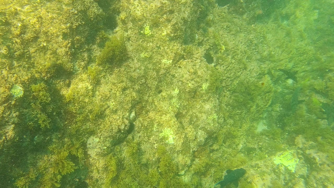 A dark fish appears near the lower part of the Palmilla Los Cabos underwater frame as algae-covered rocks continue across the seabed, with no visible people.