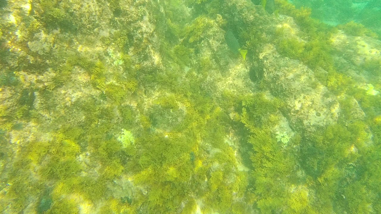 At Palmilla Los Cabos, algae-covered rocks fill the underwater frame in green clear water, with no visible people.