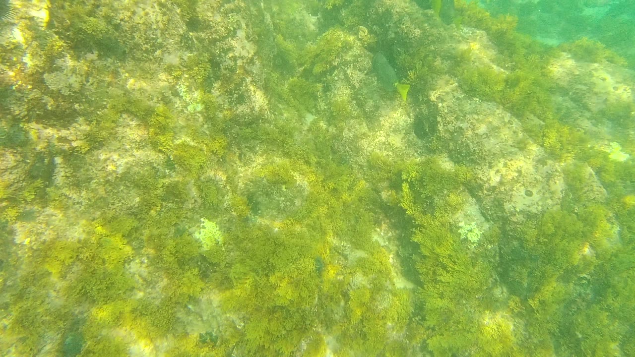 Rocky seabed with algae and faint small fish shapes.