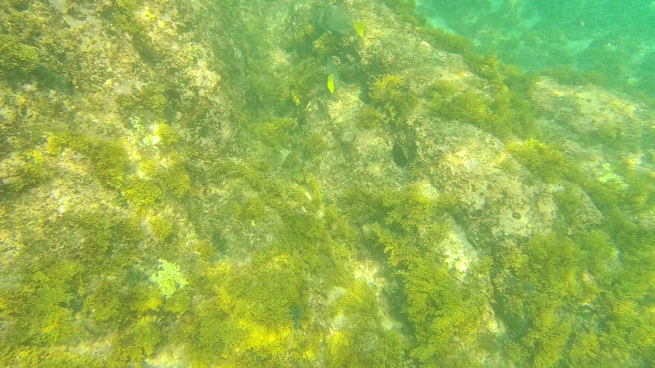 At Palmilla Los Cabos, algae-coated rocks dominate the frame while a turquoise band of clearer water appears near the top, with no visible people.