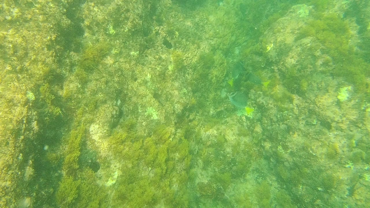 Underwater view in Palmilla Los Cabos showing algae-covered rocks and a small yellow-tailed fish near the center, with no visible people.