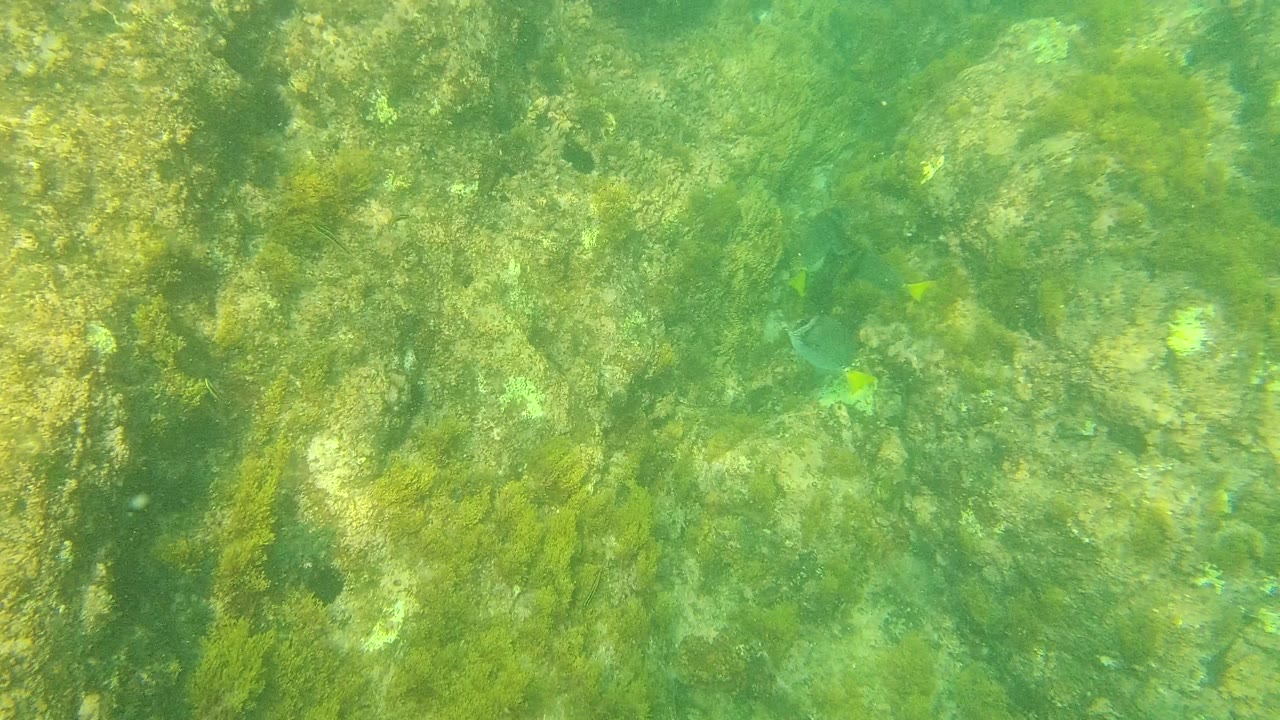 Green underwater rocks and algae with a dark fish partly visible near the left side.