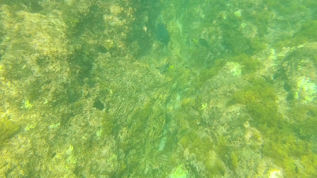 Palmilla Los Cabos underwater seabed with mottled rocks, green algae, and a small fish low in the frame, with no visible people.