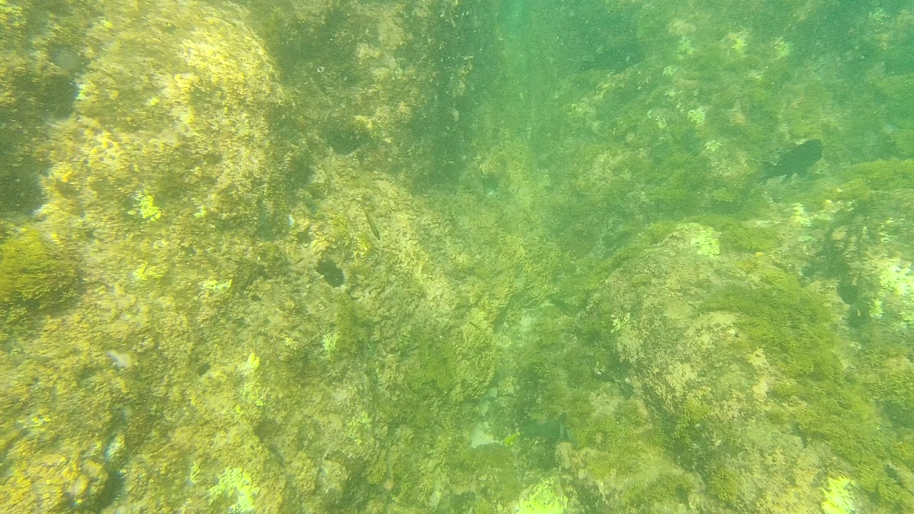 Start of the Palmilla Los Cabos underwater clip showing green-tinted water over algae-covered rocks and a textured seabed, with no visible people.