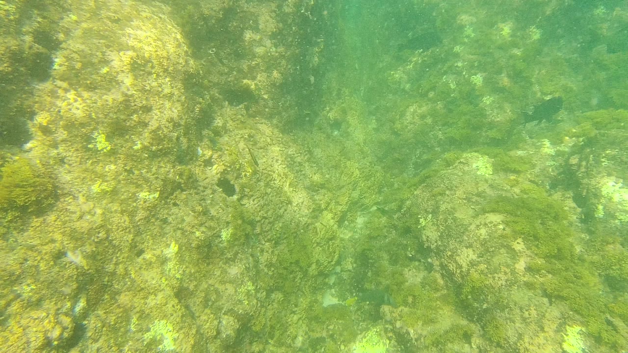 Palmilla Los Cabos seabed frame with pale rocks, darker algae patches, and green clear water filling the view, with no visible people.