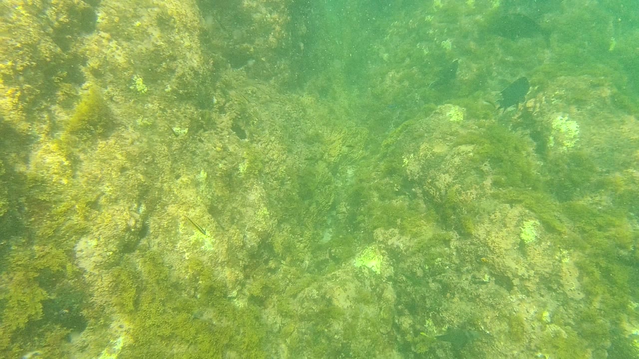 Palmilla Los Cabos underwater seabed with green algae on uneven rocks and a small dark fish near the upper right area, with no visible people.