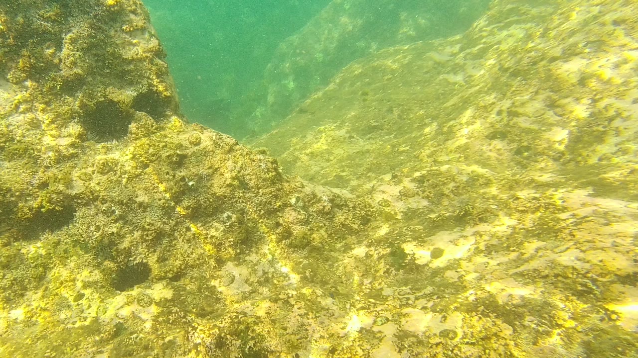Palmilla Los Cabos underwater frame with algae-covered rock ledges in clear green water, rippled sunlight across the seabed, and no visible people.