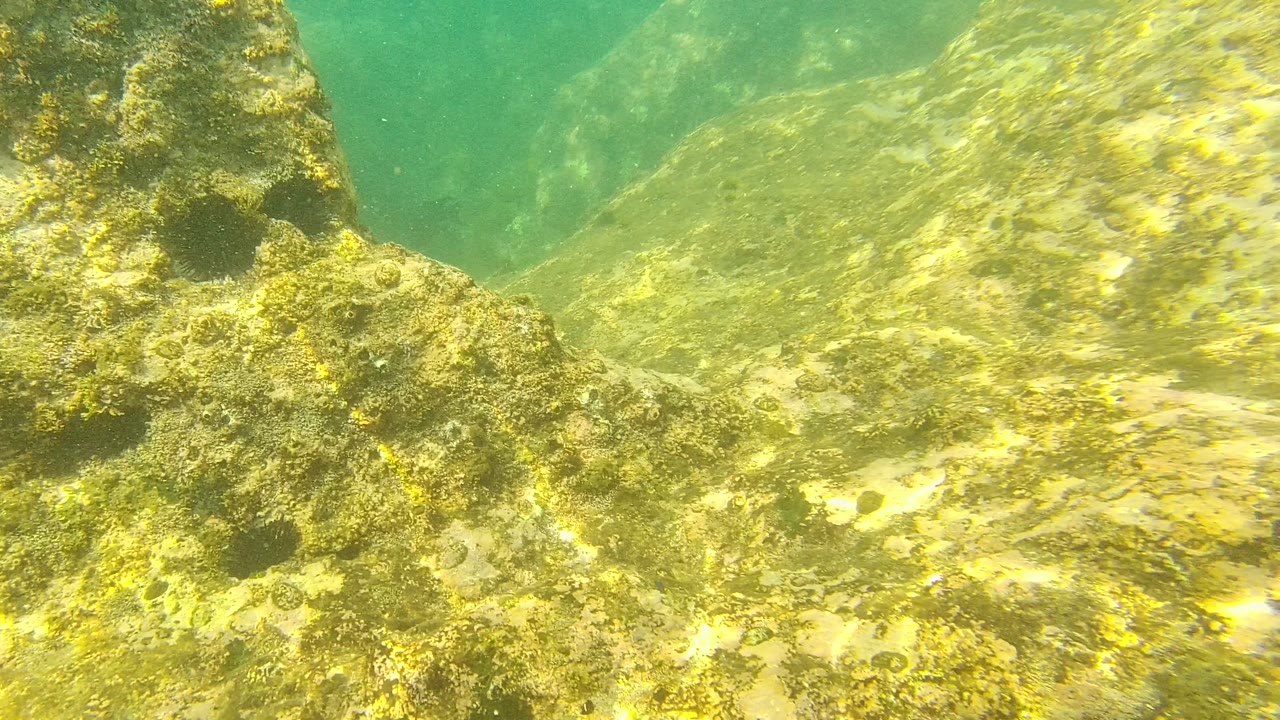 Palmilla Los Cabos underwater view showing uneven yellow-green rock surfaces, algae patches, clear water, and no visible people.