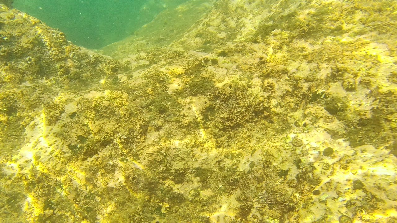 Palmilla Los Cabos underwater frame focused on a broad algae-covered rock face with green water above it and no visible people.