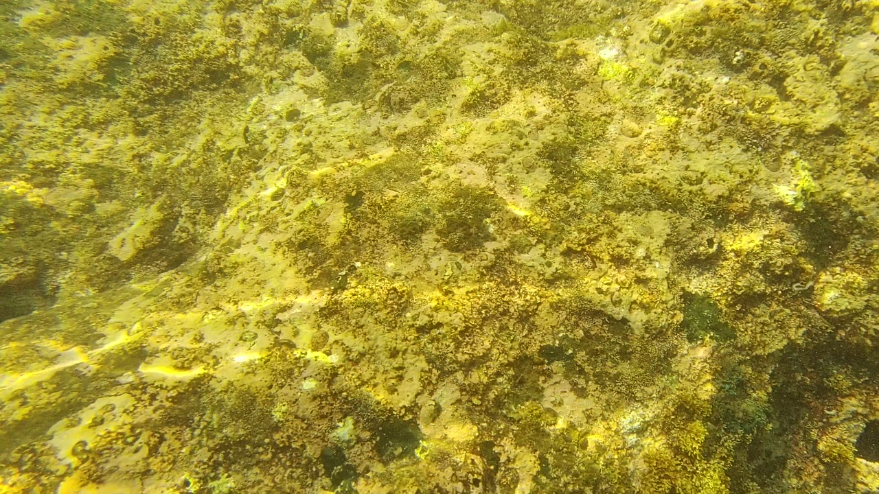 Sunlit rocky ocean floor with algae patches