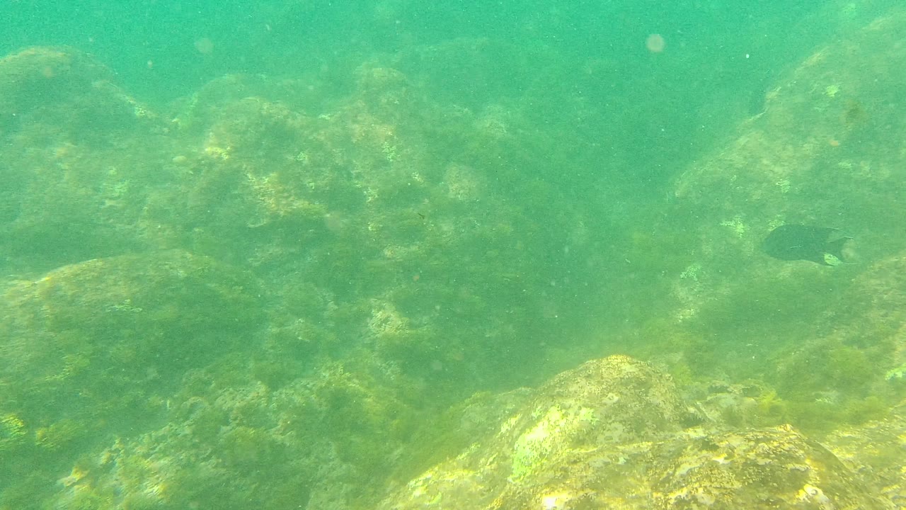 At Palmilla Los Cabos, algae-coated rocks sit in green water with a small dark fish visible against the midground rocks and no visible people.