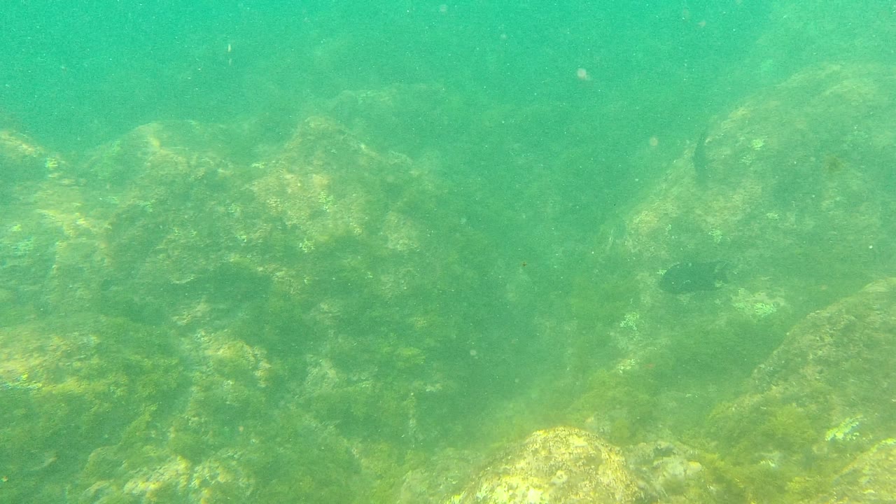 At Palmilla Los Cabos, the rocky underwater seabed continues through green water, with a small fish near the right side of the frame and no visible people.
