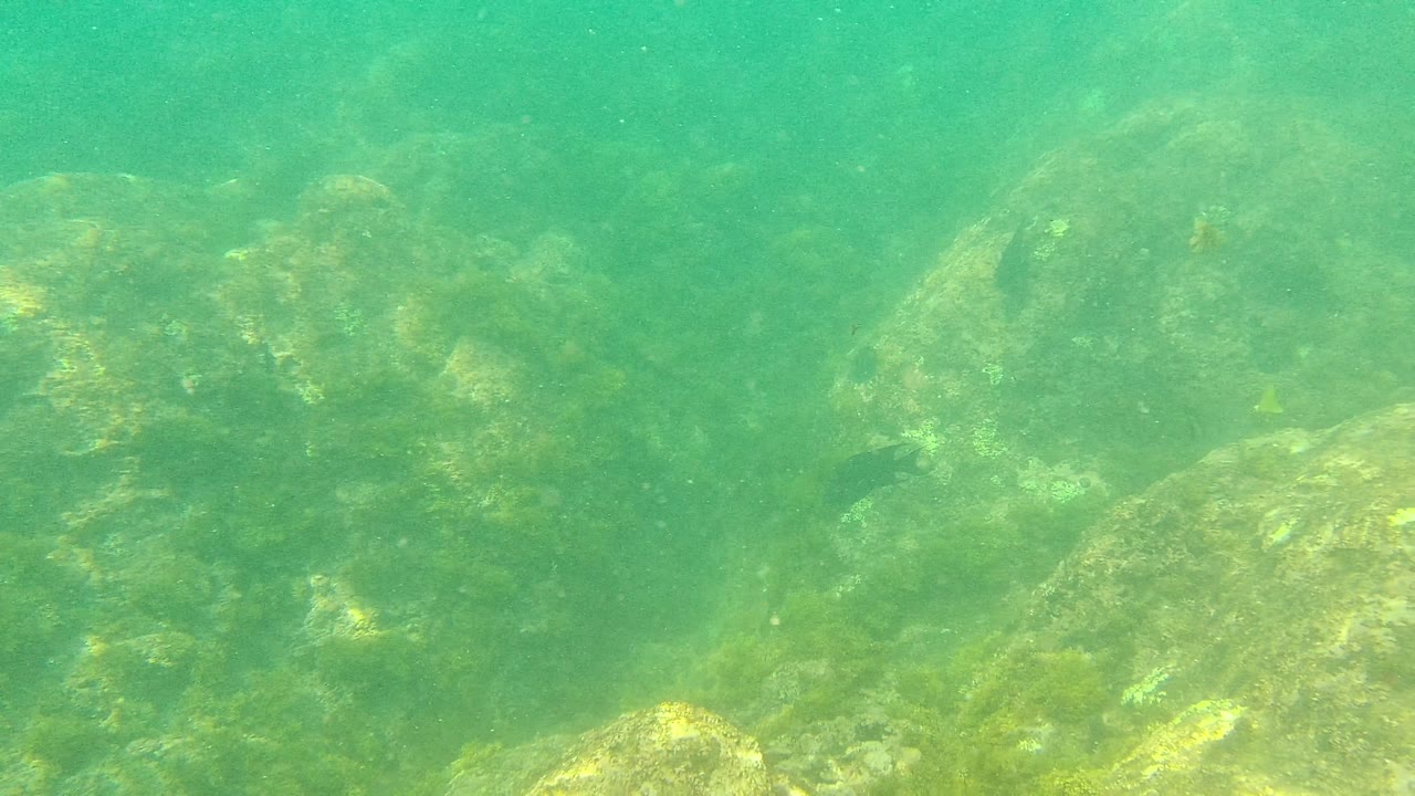 At Palmilla Los Cabos, green water softens the view of algae-covered rocks, with a small dark fish near the lower-left rocks and no visible people.