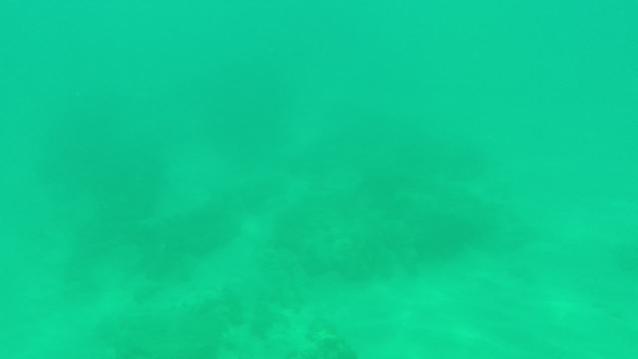 Palmilla Los Cabos underwater frame with open green water above a dim rocky sea floor, and no visible people.