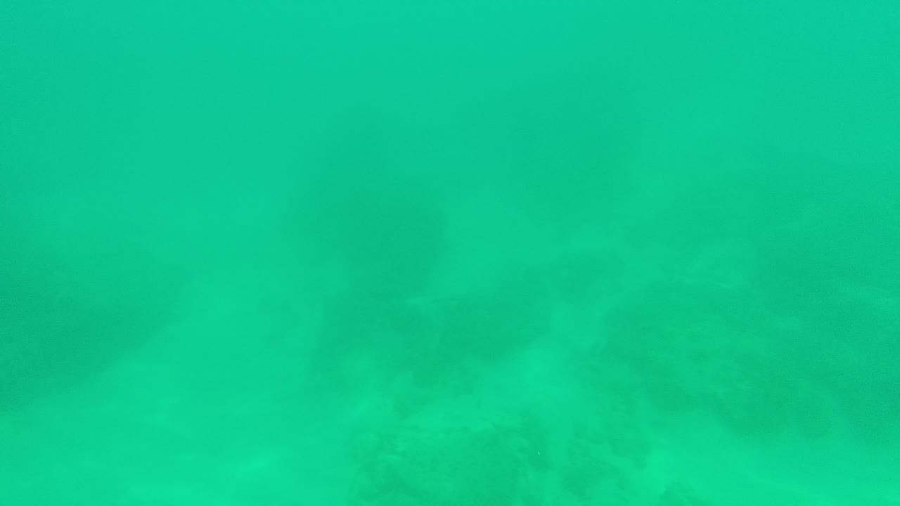 A small pale fish appears near the center of the green underwater frame over the Palmilla Los Cabos reef, with no visible people.