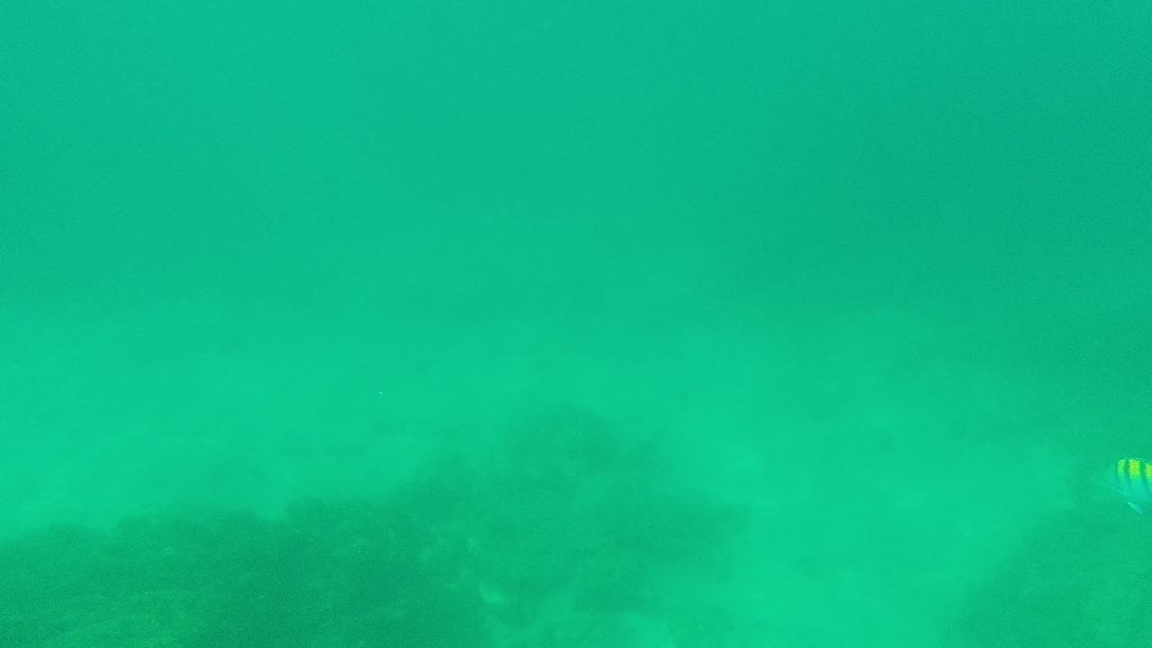 Underwater view in Palmilla Los Cabos with green-blue water, dim rocky seabed, a small striped fish near the center, and no visible people.