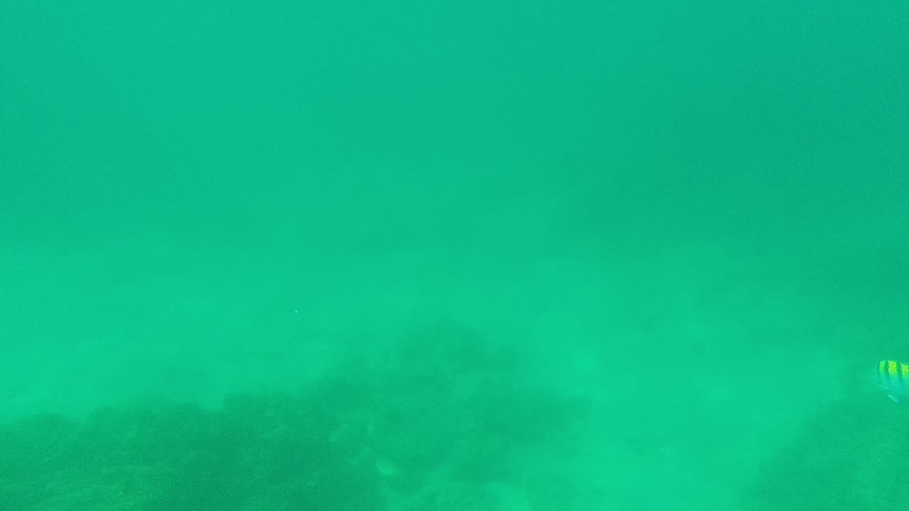 Hazy underwater seabed with a small striped fish near the upper middle.