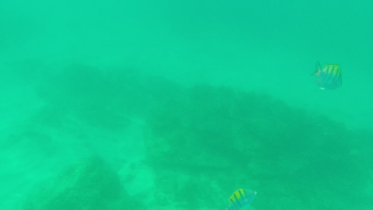 At Palmilla Los Cabos, a small striped fish remains visible in the upper water while another is lower near the darker rocks and sand, with no visible people.