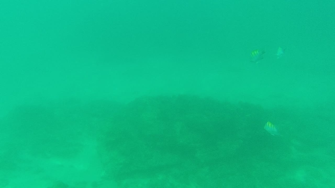 Striped fish in green-blue water above a rocky seabed