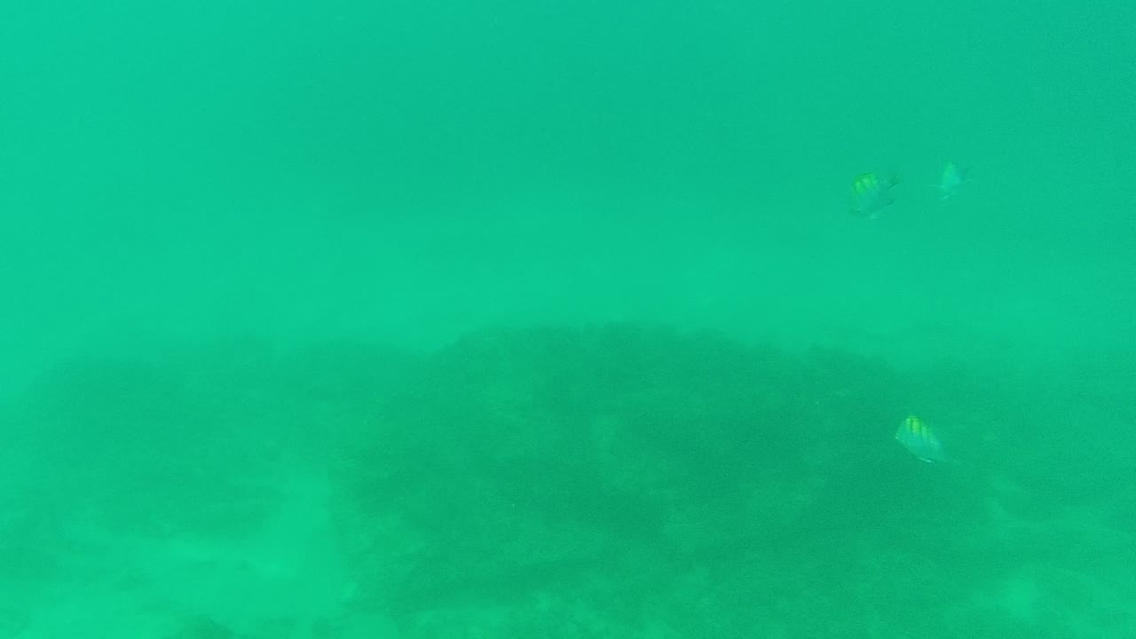 At Palmilla Los Cabos, a yellow and black striped fish is visible left of center over dark underwater rocks in green-blue water, with no visible people.