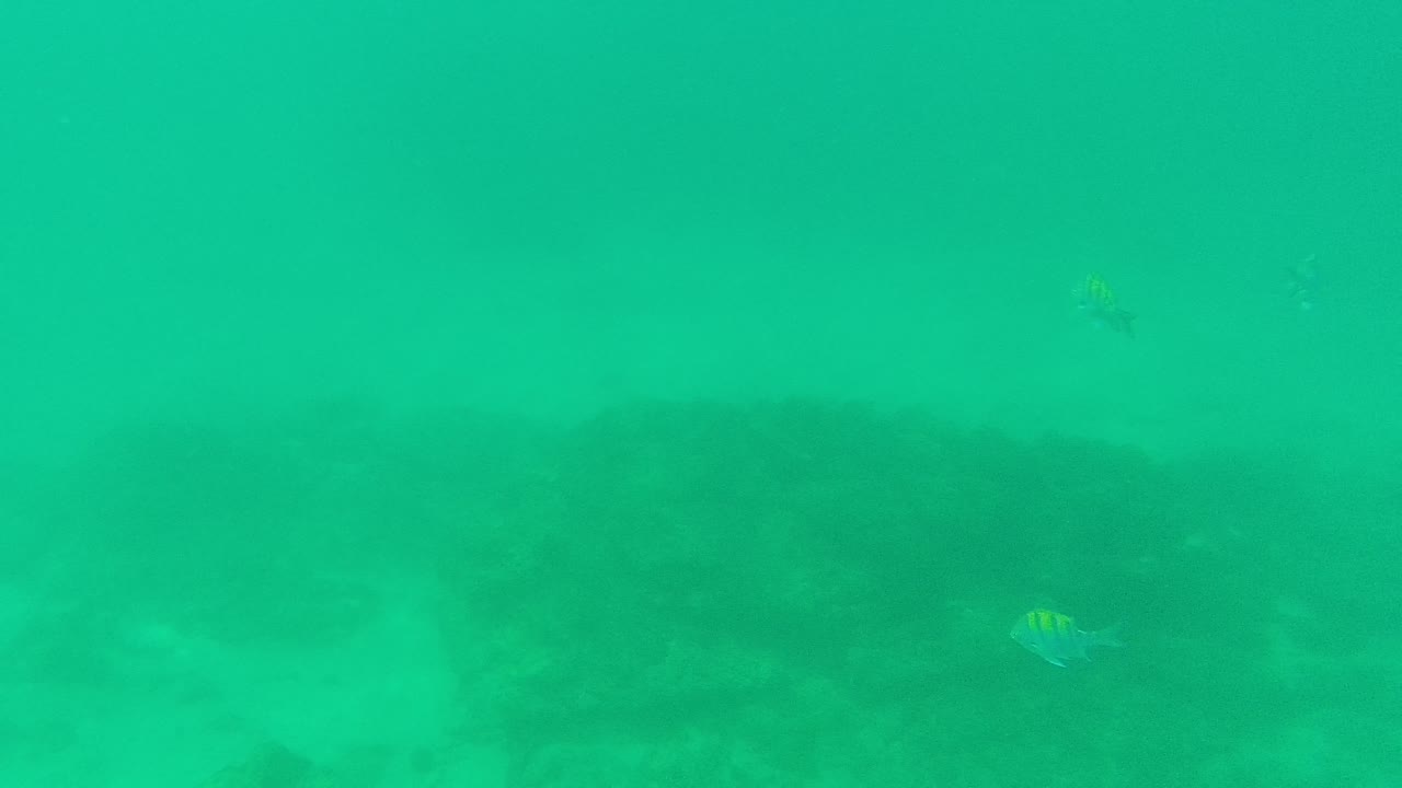 At Palmilla Los Cabos, a small striped fish sits near the right side of the frame while dark rocks stretch across the lower underwater background, with no visible people.