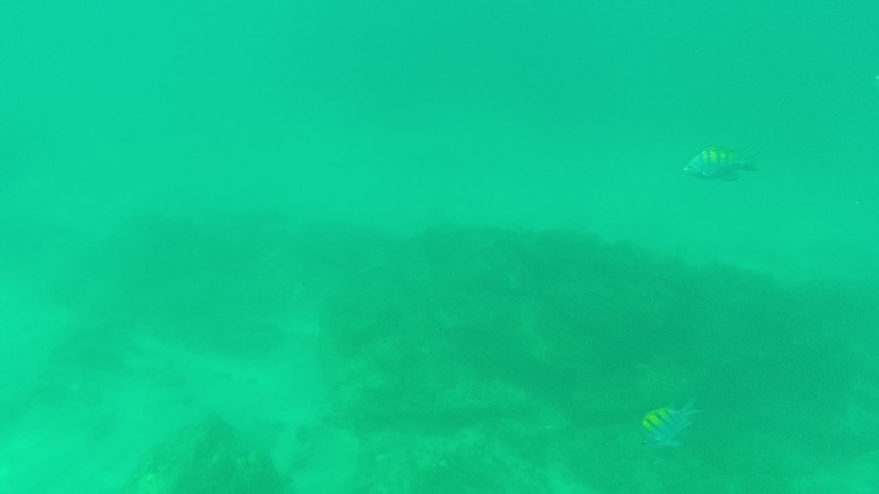 At Palmilla Los Cabos, a small striped fish floats near the left side of open green water with the rocky bottom fading in the background, with no visible people.