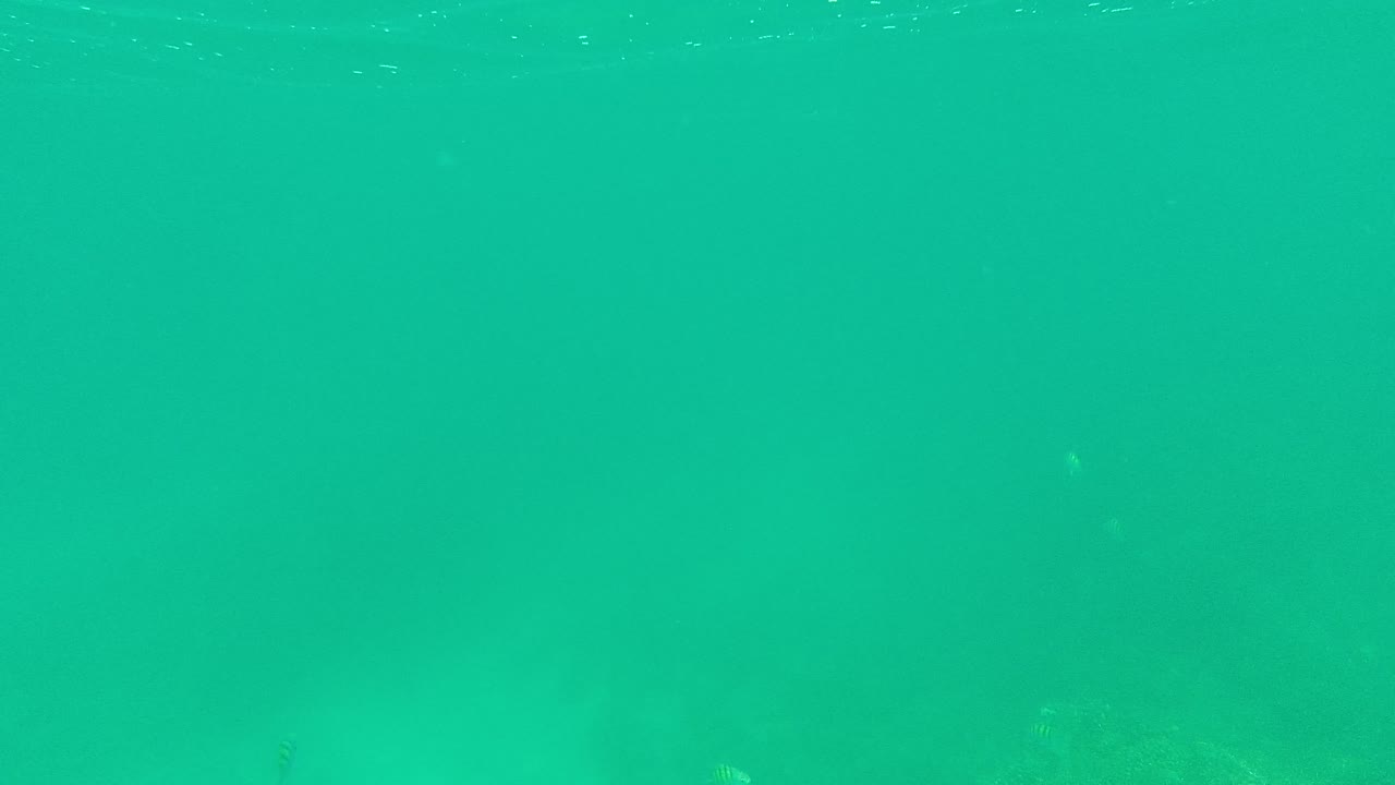 Underwater view in Palmilla Los Cabos with small fish suspended in green-blue water and a faint seabed beginning to show below, with no visible people.